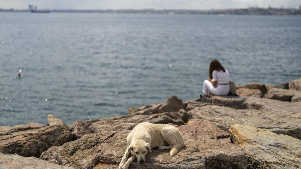 FILE - A stray dog rests at Kadikoy sea promenade in Istanbul, Turkey, Saturday, July 6, 2024.