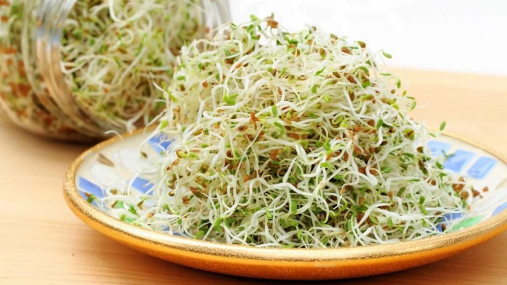 A plate of alfalfa sprouts and seeds is shown.