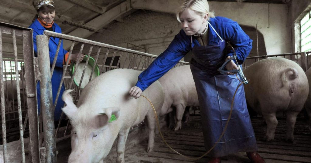 Vacciner plus d'animaux de ferme pour limiter les épidémies de la maladie, explique le chef de l'organisme de santé mondial