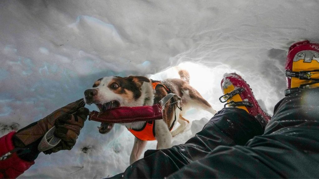 Zen, an avalanche Border Collie, attends a training with the Italian National Alpine and Speleological Rescue Corps.