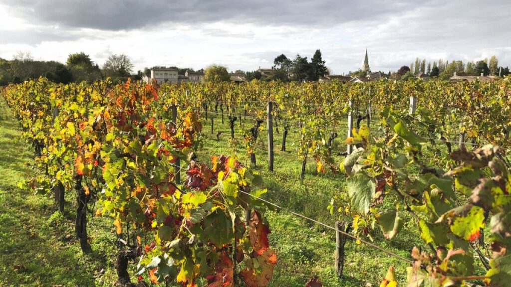 Vineyard near Saint-Émilion, in south-west France, on 29 October 2020.