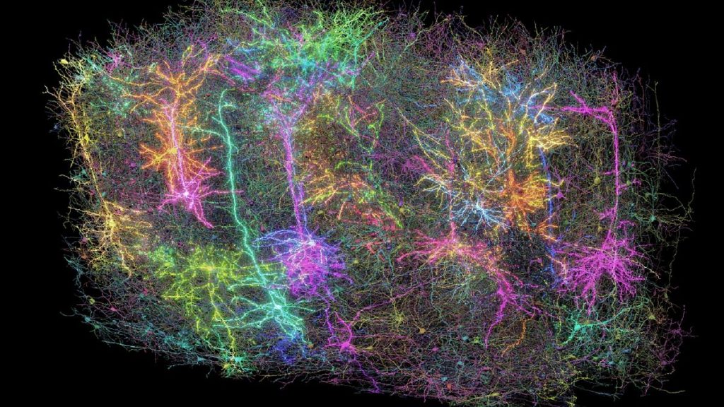 Les scientifiques produisent une carte complexe du cerveau de la souris qui pourrait démêler le mystère de la façon dont le nôtre fonctionne