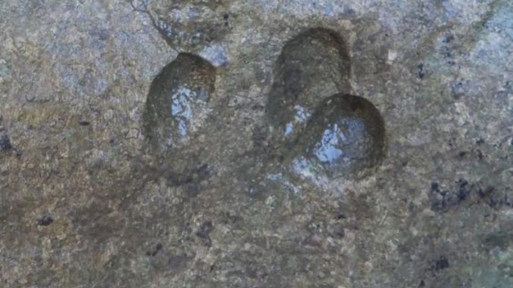 Dinosaur tracks found in Sardinia