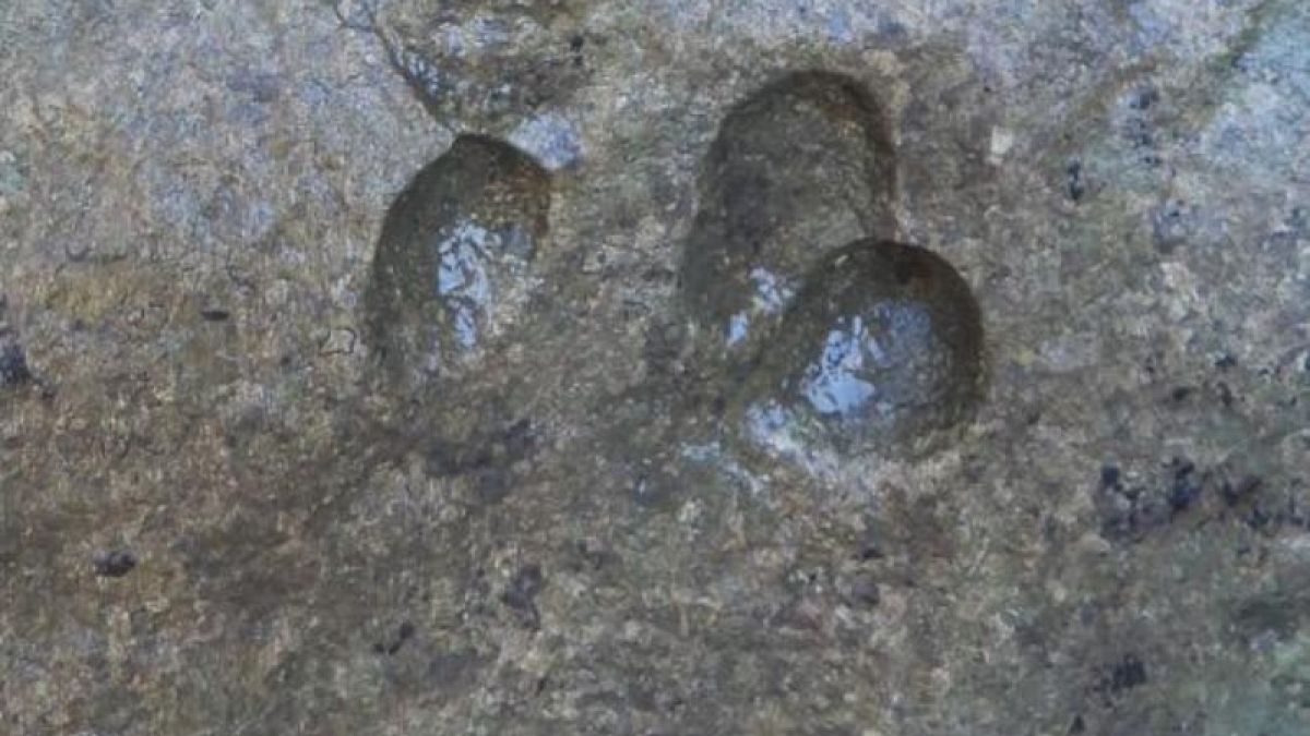 Dinosaur tracks found in Sardinia