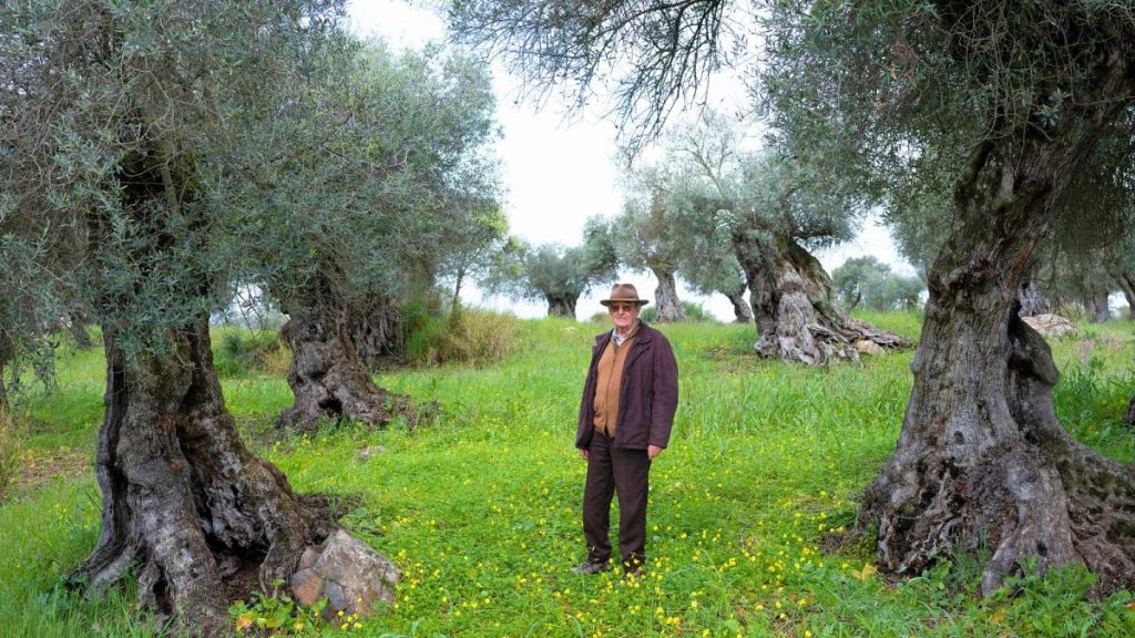 José Pedro Oliveira in his ancient olive grove.