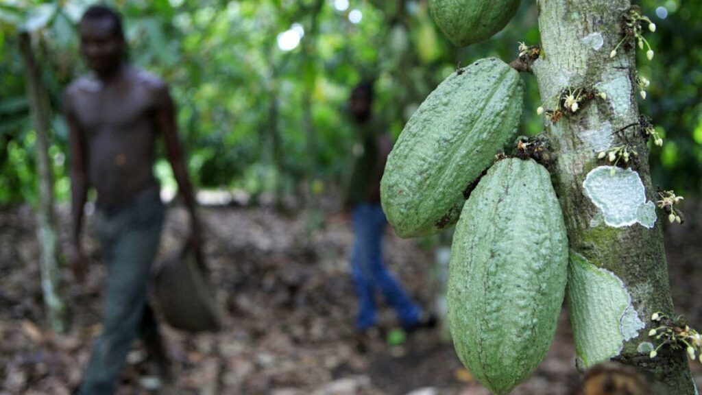 FILE: Farmer Issiaka Ouedraogo walks past cocoa pods growing on a tree on a cocoa farm outside the village of Fangolo, near Duekoue in Ivory Coast, on Tuesday, May 31, 2011.