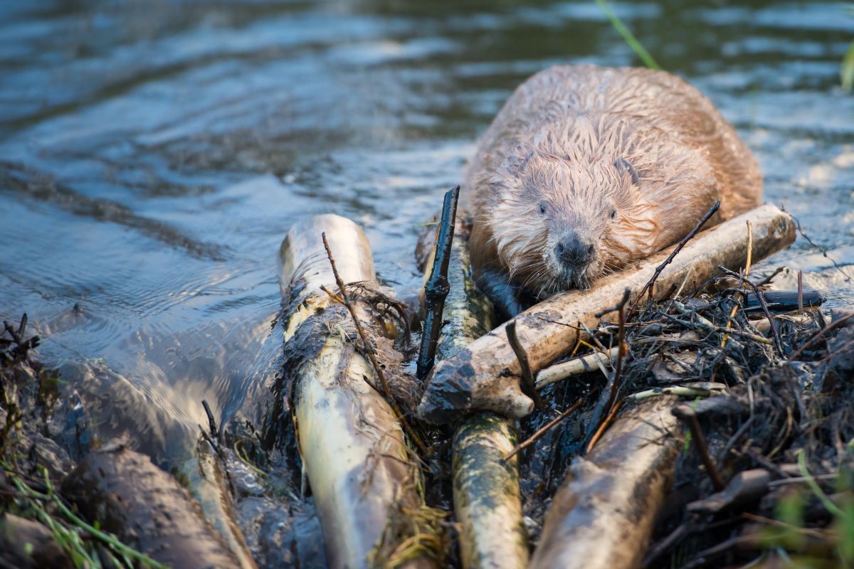 Le barrage de 1 million d'euros de Tchéie construit gratuitement par des castors