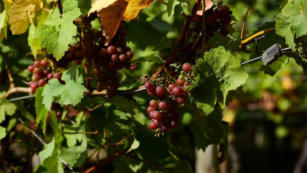 In a warming world, could Yorkshire become the new Bordeaux?