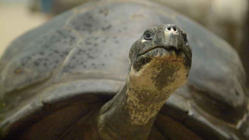 Mommy, a giant Galapagos tortoise at the Philadelphia Zoo.