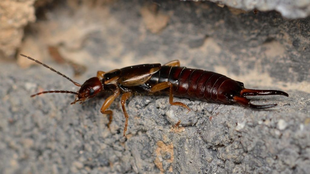 The earwig is one of the least well understood insect species.