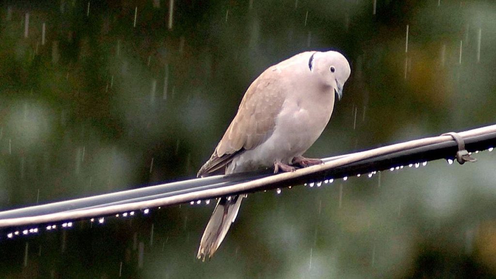 A drenched turtle dove sits on a phone line on the outskirts of Plzen, Czechia.