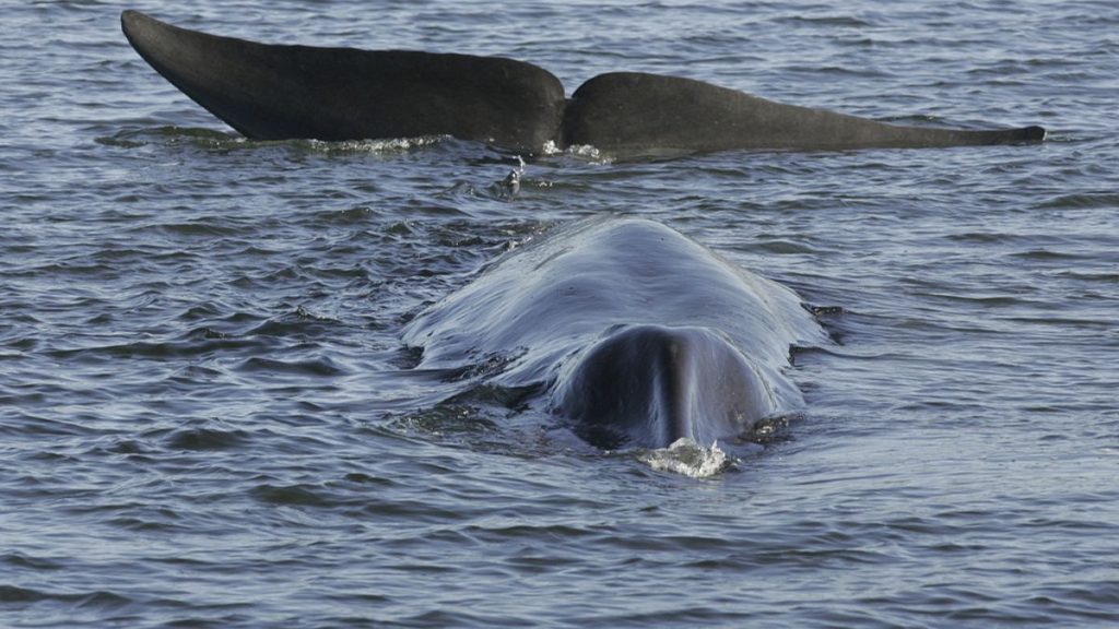 FILE - A fin whale is seen stranded, possibly stuck on its belly, in a shallow fjord on the western coast at Vejle, Denmark, on June 16, 2010