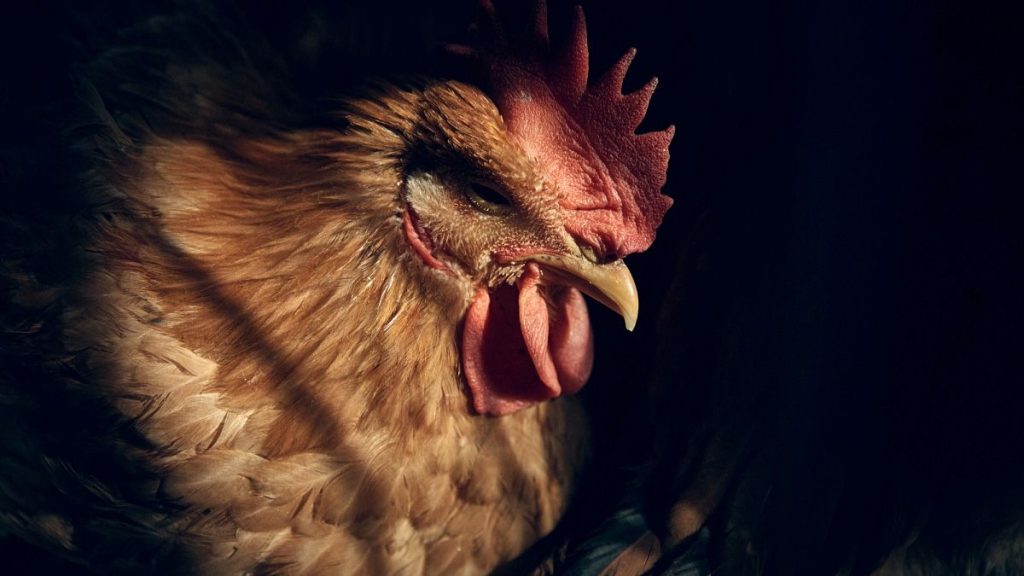 A chicken rests inside a cage as it waits to be slaughtered inside the La Granja Live Poultry Corp. store on Friday, Feb. 7, 2025, in New York.