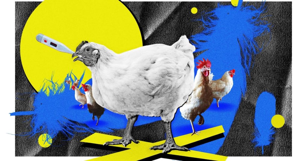 La Pologne parie la ferme sur la volaille. Maintenant, la grippe des oiseaux pourrait tout ruiner.