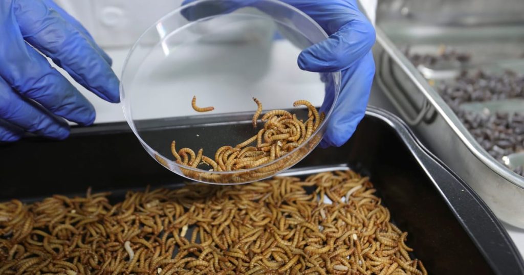 Food pour animaux de compagnie à base d'insectes, le dernier sous-produit de la bureaucratie de l'UE