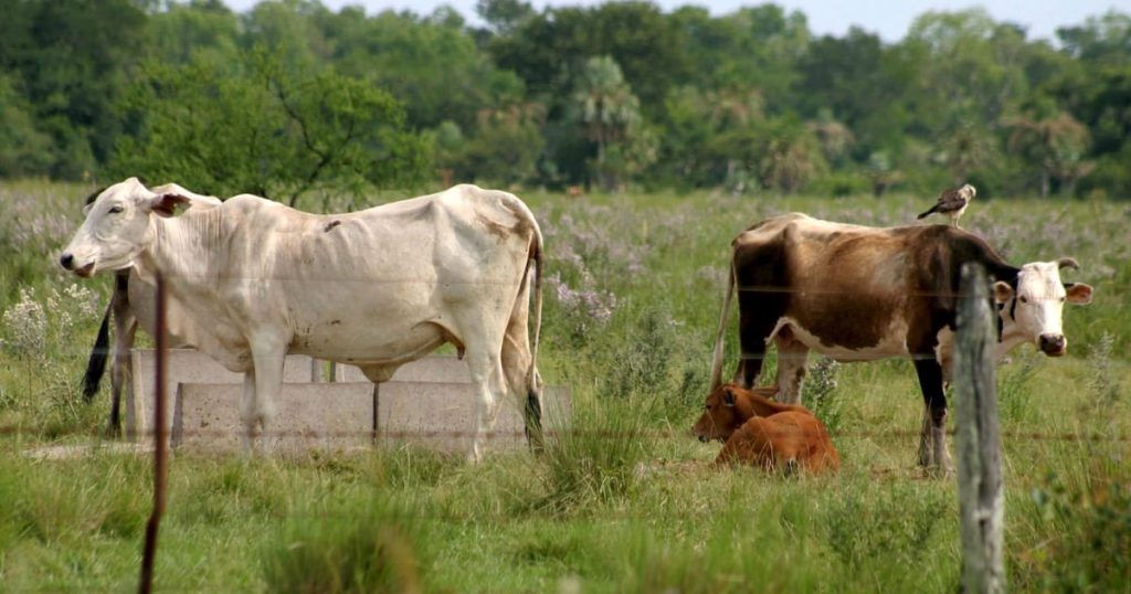 Brésil Farm Lobby à l'UE: les détaillants français désobligent illégalement notre viande