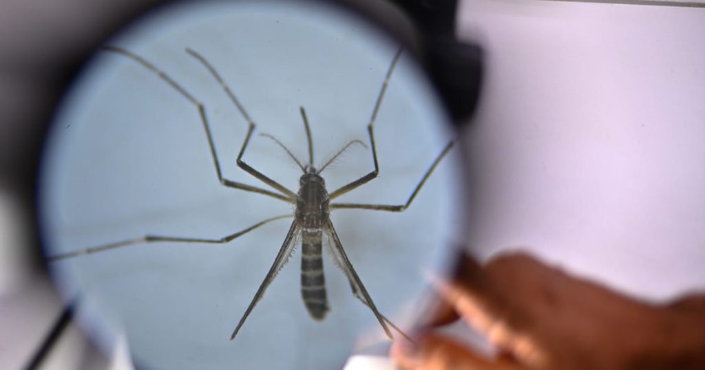 La dengue et le chikungunya risquent de devenir endémiques en Europe alors que les moustiques se dirigent vers le nord