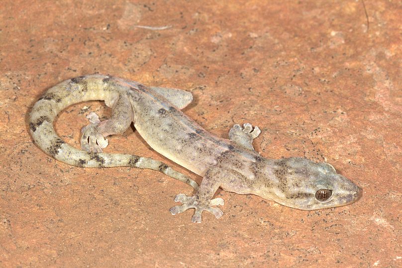 Un Gecko plat Blyde Rondavel, un type de lézard qui n'avait pas été enregistré auparavant depuis sa découverte en 1991.