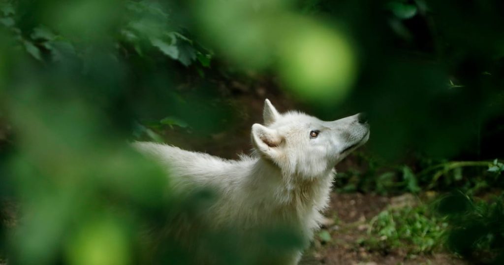 Macron prévoit la loi pour tuer plus de loups français