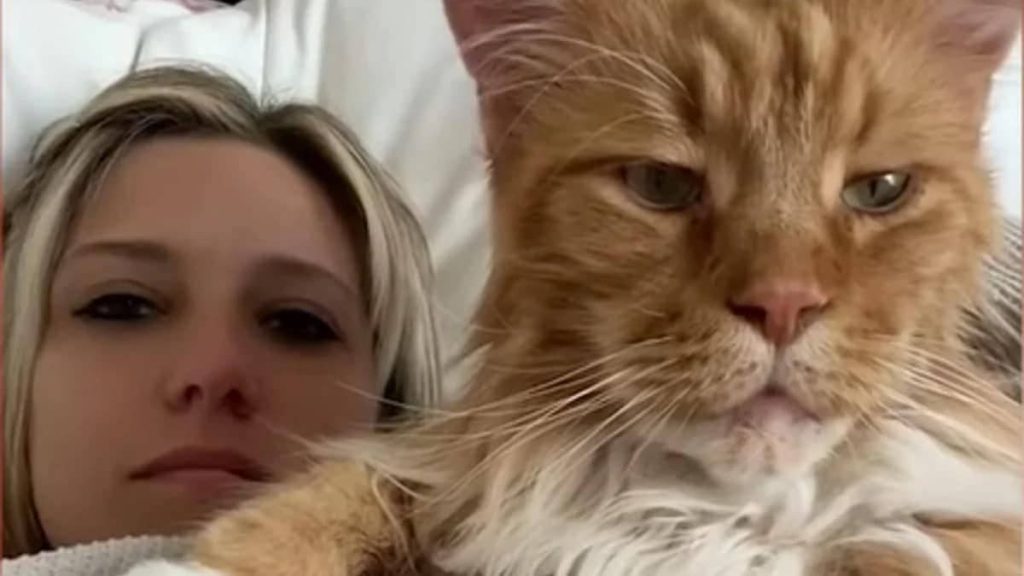 Ce chat géant nommé Finn est aussi grand qu’un enfant de 9 ans