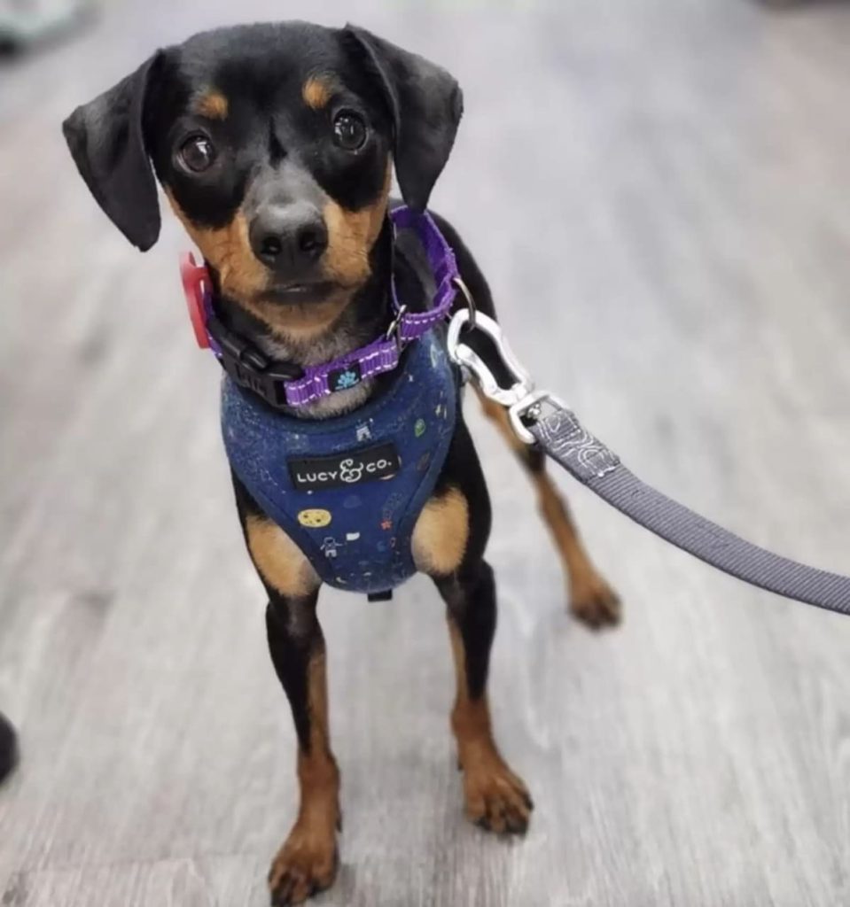 Les sauveteurs n’en croient pas leurs yeux en reconnaissant ce visage au loin