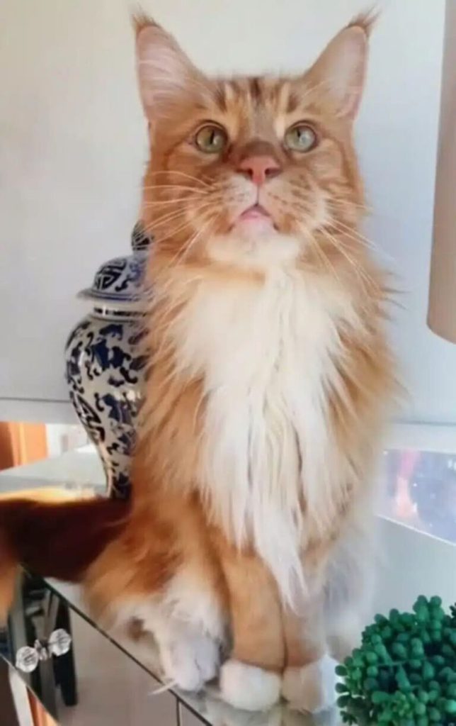 Un géant au tempérament attendrissant