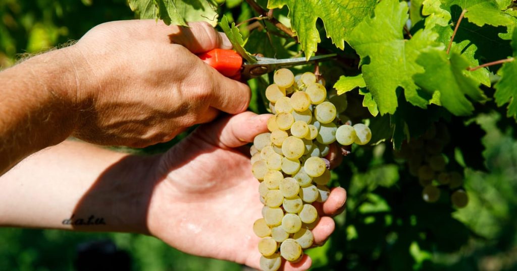 Les tarifs de Trump donnent aux vignobles européens - et aux importateurs américains - une gueule de bois