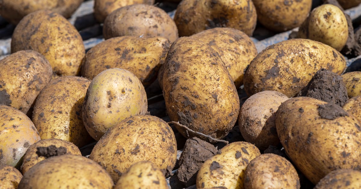 Un chameau, deux pommes de terre et une pyramide Lego : quand les cadeaux politiques deviennent bizarres