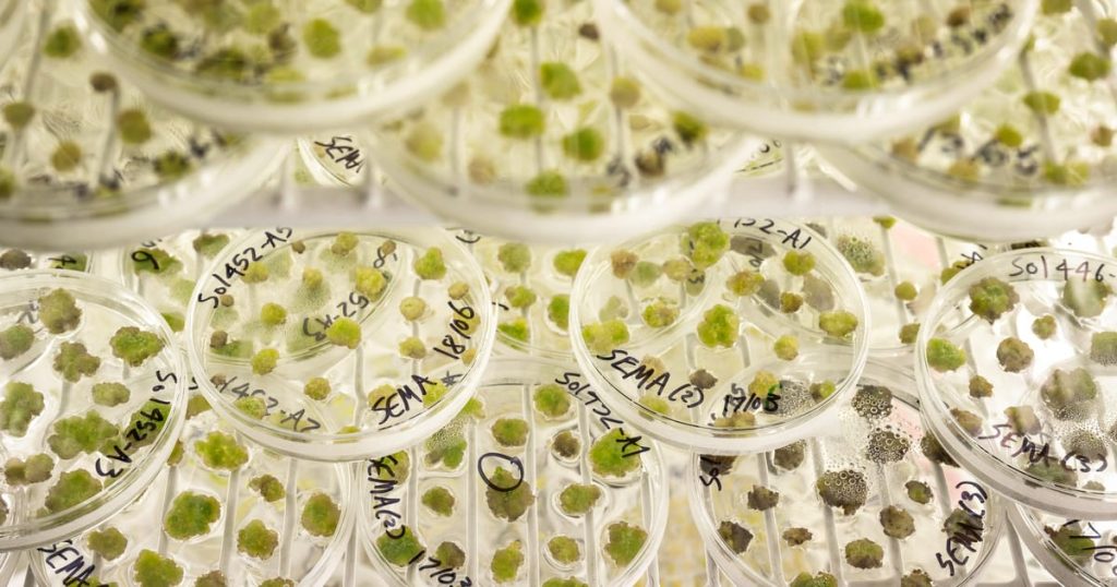 L'extrême droite à la rescousse dans la révolution européenne de l'édition génétique