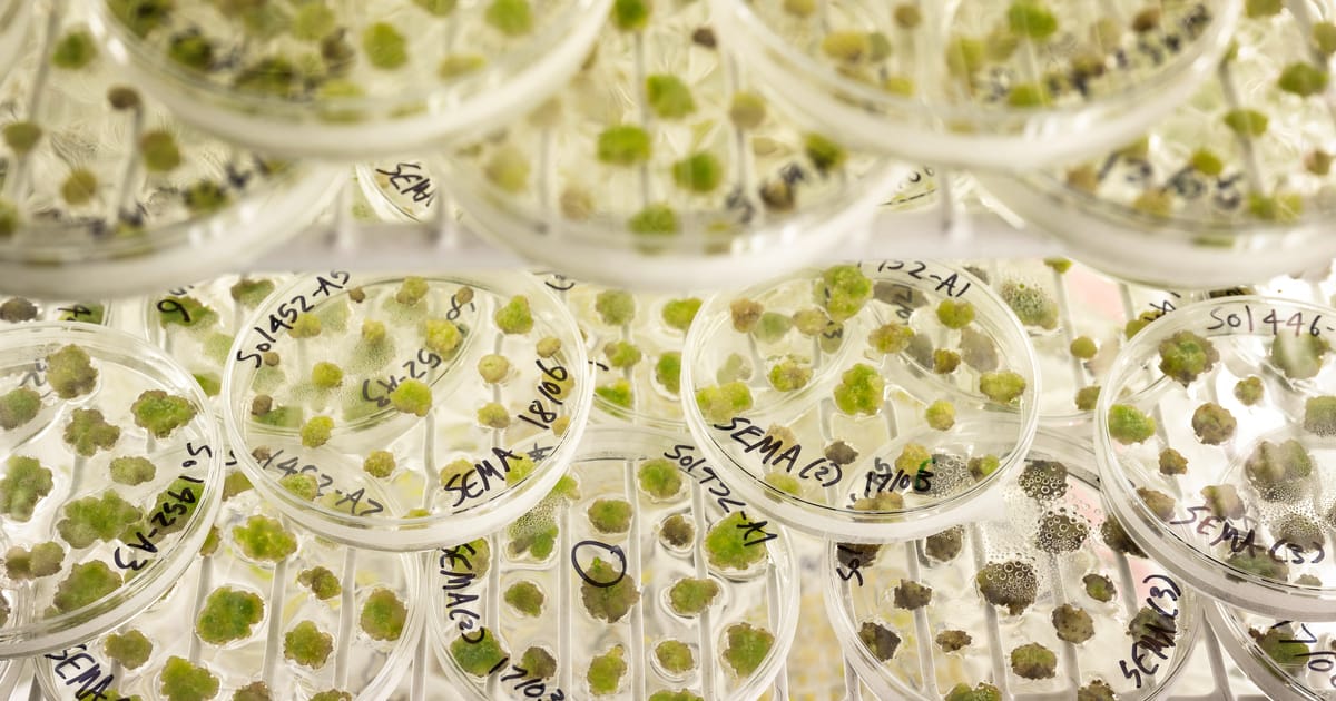 L'extrême droite à la rescousse dans la révolution européenne de l'édition génétique