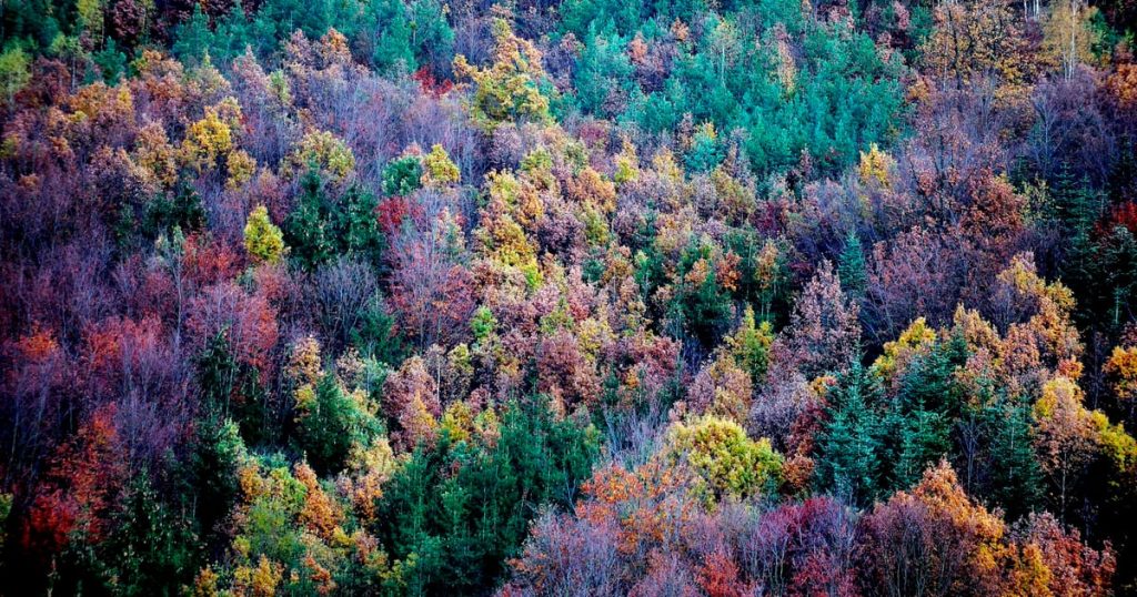 Les pays de l’UE s’apprêtent à exiger un objectif climatique plus faible si les forêts ne parviennent pas à absorber le CO2