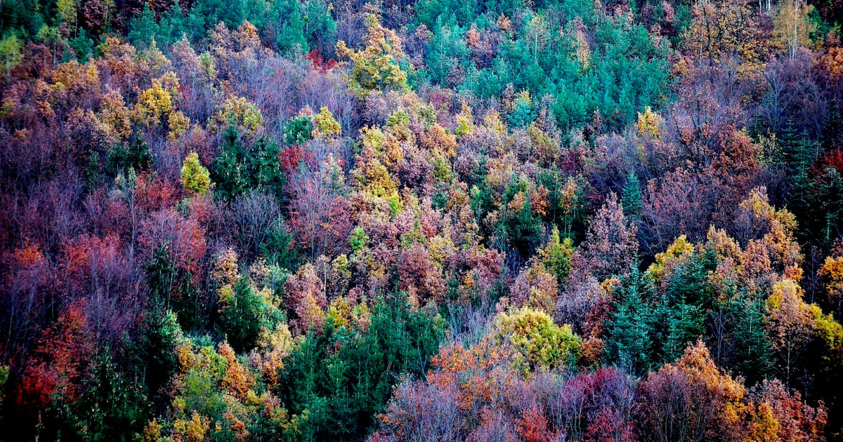 Les pays de l’UE s’apprêtent à exiger un objectif climatique plus faible si les forêts ne parviennent pas à absorber le CO2