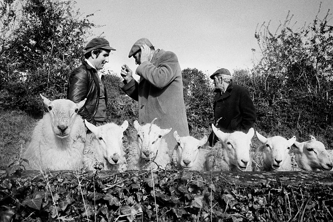 Foire aux moutons de Manorhamilton, comté de Leitrim, 1981 publiée dans "Du pape à un plat blanc", 2025