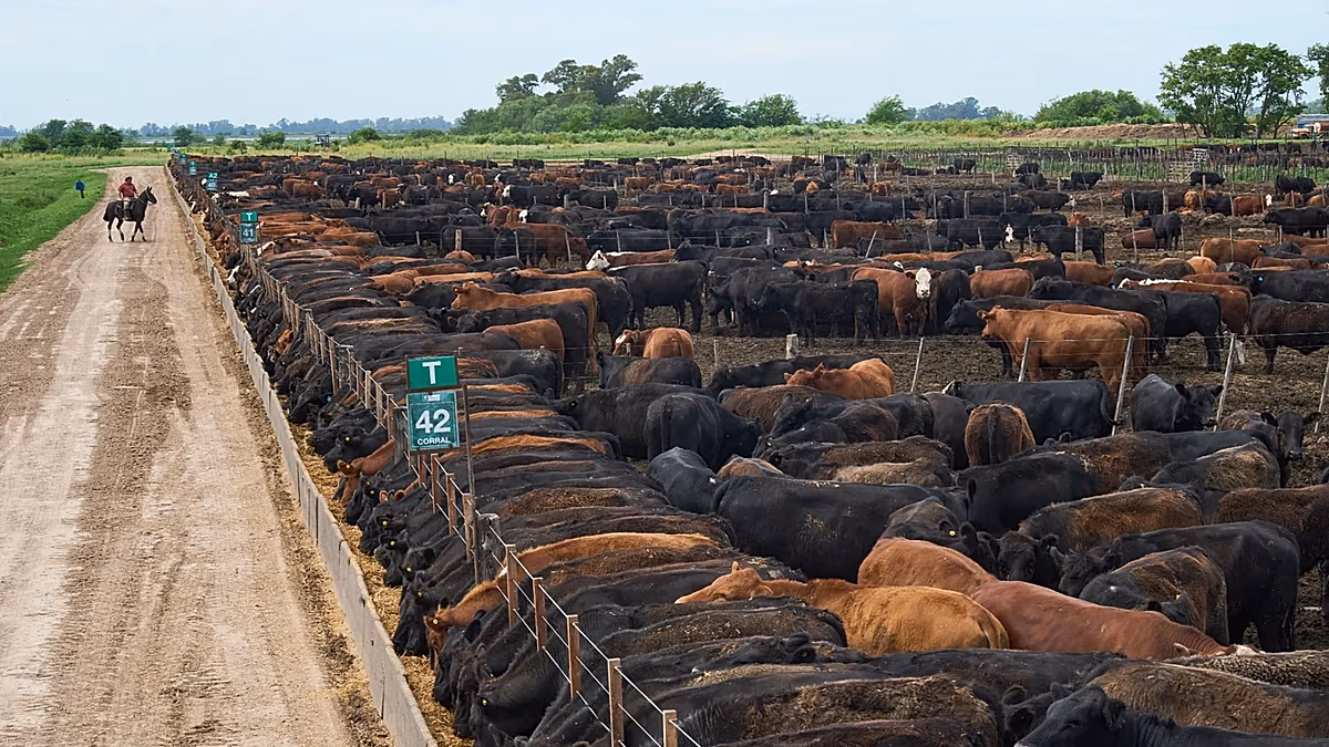 Les députés européens et les États de l’UE s’affronteront sur les garanties accordées aux agriculteurs dans le cadre de l’accord avec le Mercosur