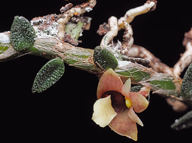 Un gros plan de Dendrobium eruciforme, l'orchidée chenille.