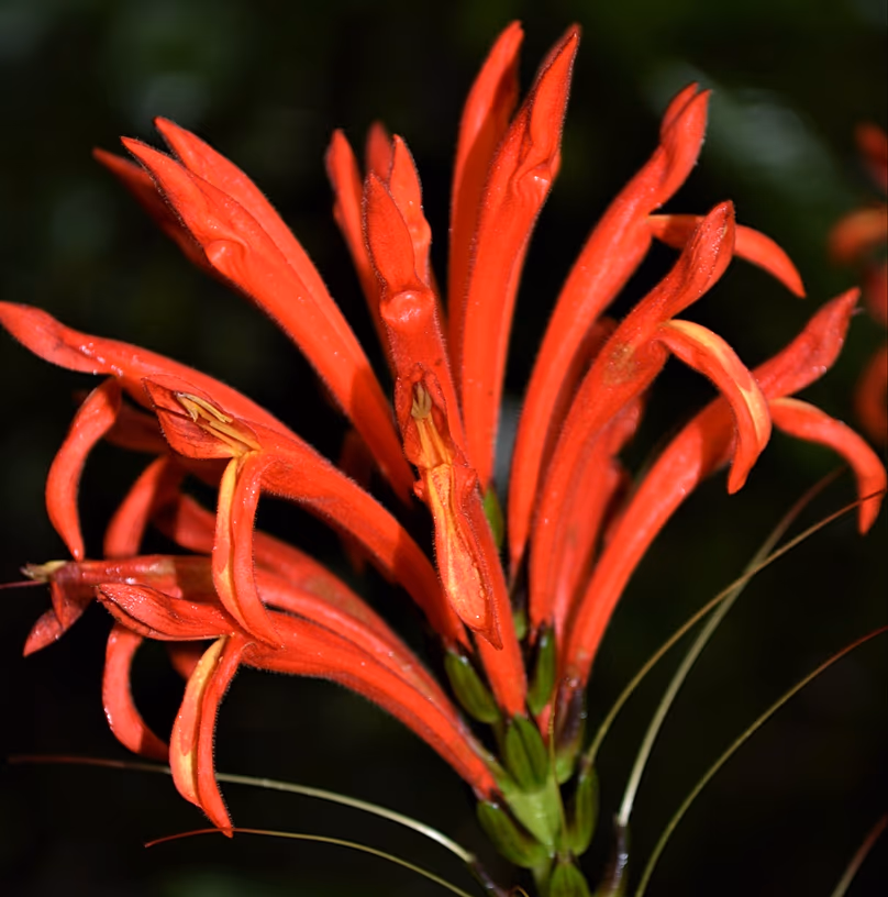Aphelandra calciferi, alias la fleur du démon du feu.