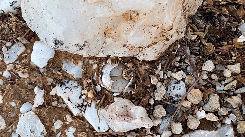 Lithops gracilidelineata, une succulente qui ressemble à un rocher.