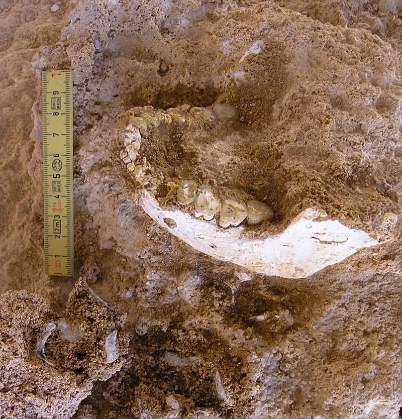 Thomas Quarry I, Grotte à Hominidés : Mâchoire inférieure ThI-GH-10717 lors de la fouille