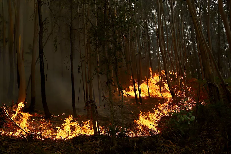 Un incendie ravage une forêt d'eucalyptus à la périphérie de Sever do Vouga, le 18 septembre 2024.