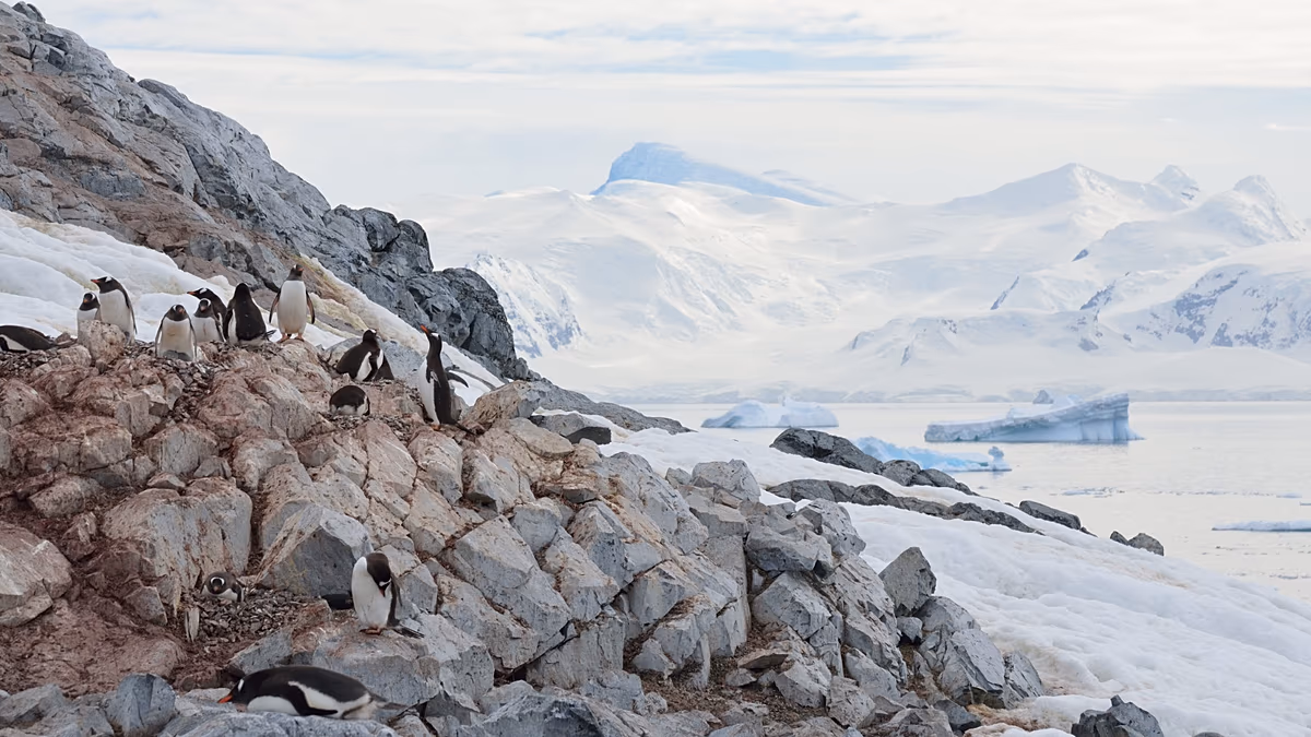 Les manchots avancent leur saison de reproduction. Pourquoi les scientifiques sont-ils si inquiets ?
