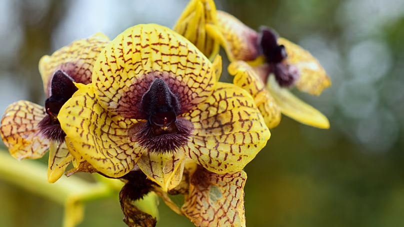 Gros plan du Telipogon cruentilabrum (alias l'orchidée tachée de sang).