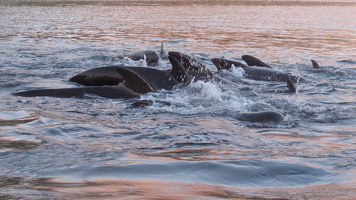 Pour toujours, les produits chimiques présents dans les baleines ont chuté. Voici pourquoi ce n'est peut-être pas une bonne nouvelle