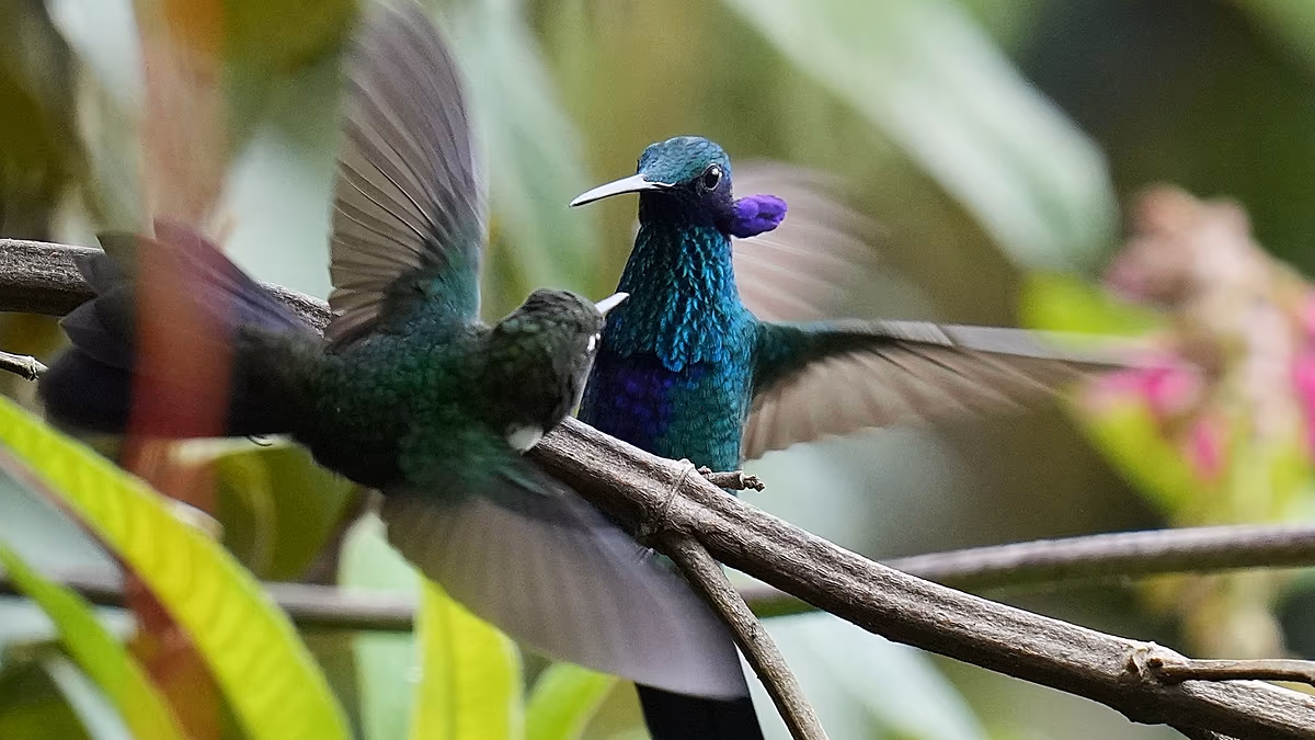 Une forêt ancienne en Équateur est le dernier refuge pour un petit colibri menacé d'extinction