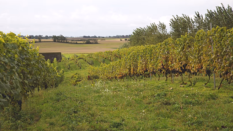 Vignoble Hällåkra, situé à Skåne, dans le sud de la Suède