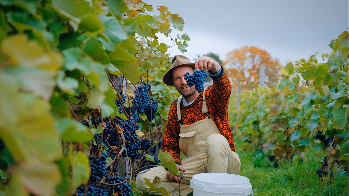 L’essor de la viticulture en climat froid : des destinations inattendues que les amateurs de vin doivent visiter
