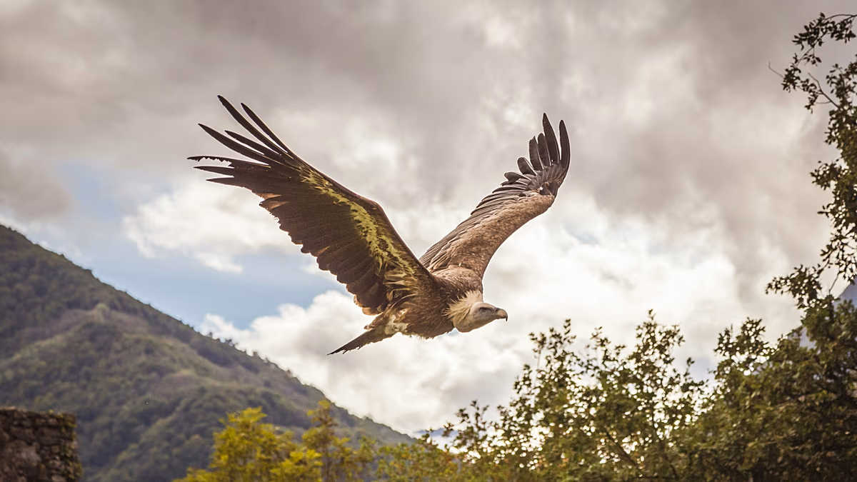 Le retour des vautours fauves de Sardaigne est salué comme l'une des plus grandes réussites italiennes en matière de conservation