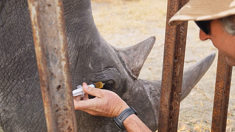 Daniel Terblanche applique des médicaments sur l'œil infecté d'un rhinocéros blanc, une espèce en voie de disparition, aux Imvelo Safari Lodges à Bulawayo, au Zimbabwe, en août 2025.