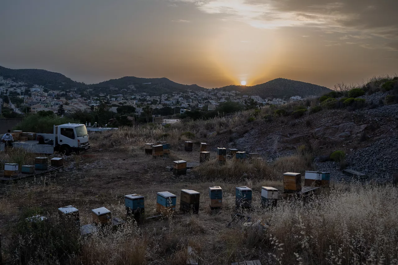 Une vue d'un rucher est représentée au coucher du soleil, avant un transfert nocturne de la ruche vers une zone urbaine de la banlieue de Varkiza, au sud d'Athènes, en Grèce.
