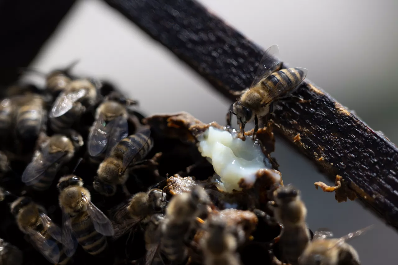 Une abeille touche de la gelée royale sur le cadre d'une ruche à Athènes, en Grèce.