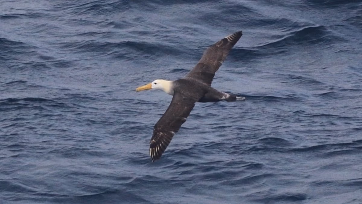 Cet albatros en danger critique d'extinction vient de voler à 4 800 km de chez lui – et les scientifiques sont perplexes